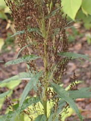 Artemisia suksdorfii