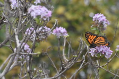 Danaus plexippus