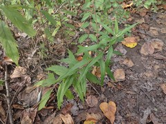 Artemisia suksdorfii