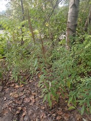 Artemisia suksdorfii