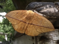 Lonomia obliqua