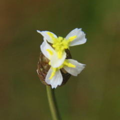 Xyridaceae