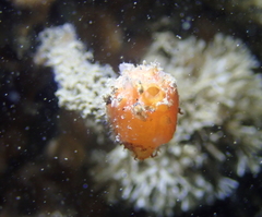 Boltenia villosa