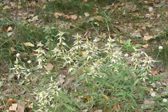 Monarda punctata