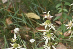 Monarda punctata