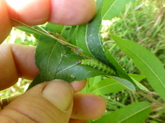 Framinghamia helvalis