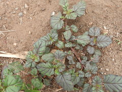 Angiospermae