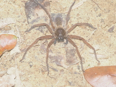 Heteropoda martinae