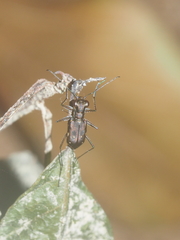 Cylindera