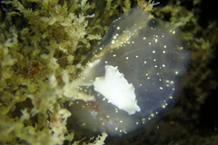 Eurylepta leoparda