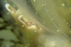 Eurylepta leoparda