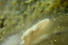 Eurylepta leoparda