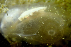 Eurylepta leoparda
