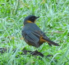 Cossypha dichroa dichroa