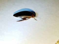 Hydaticus bimarginatus