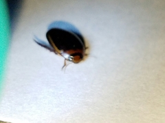 Hydaticus bimarginatus