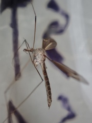 Tipula