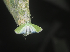 Doloessa viridis