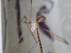 Tipula