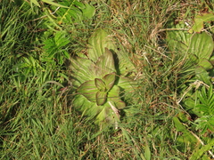 Plantago subnuda