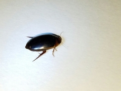 Hydaticus bimarginatus