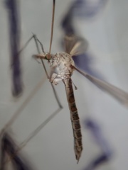 Tipula