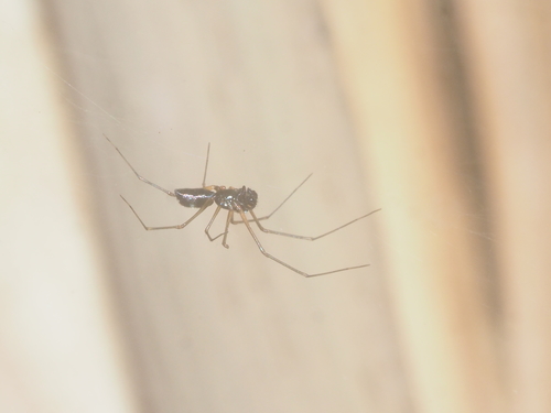 Thaiphantes milneri