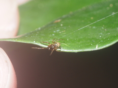 Parasteatoda merapiensis