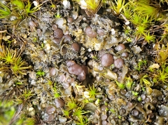 Scytinium intermedium