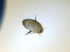 Hydaticus bimarginatus