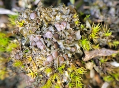 Scytinium intermedium