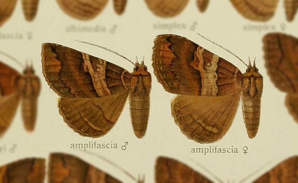 Sypnoides amplifascia
