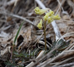 Corydalis magadanica