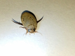 Hydaticus bimarginatus