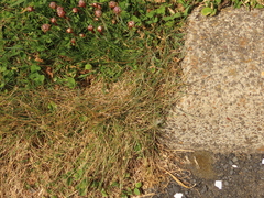 Festuca ammobia