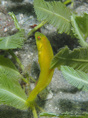 Xyrichtys splendens