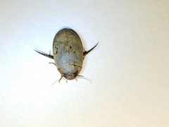 Hydaticus bimarginatus