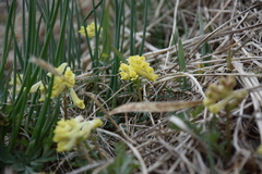 Corydalis magadanica