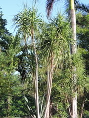 Beaucarnea recurvata