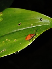 Lema quadripunctata
