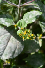 Sigesbeckia pubescens