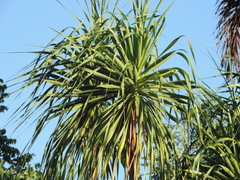 Beaucarnea recurvata