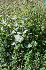 Sigesbeckia pubescens