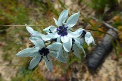 Ixia viridiflora