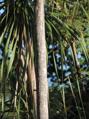 Beaucarnea recurvata