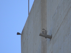 Falco peregrinus brookei