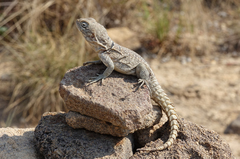 Oplurus cyclurus