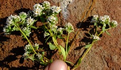 Cromidon corrigioloides