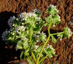 Cromidon corrigioloides