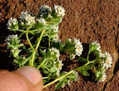 Cromidon corrigioloides